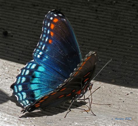 Black and Blue Butterfly | Don't know what species this is b… | Flickr