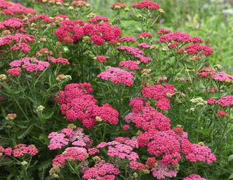 Achillea millefolium New Vintage Rose (Yarrow) is a spreading perennial ...