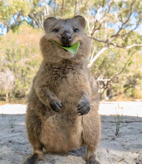 This Quokka. : AnimalsBeingDerps