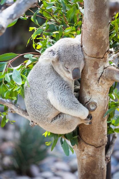 Premium Photo | Sleeping koala in a tree