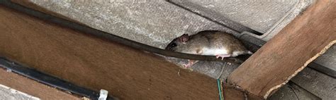 Mice Removal NH | 603 Pest Control Exterminator Services