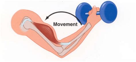 Concentric and Eccentric Contractions - Pocket Prep