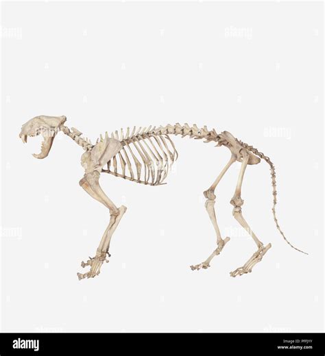 Tiger (Panthera tigris) skeleton Stock Photo - Alamy