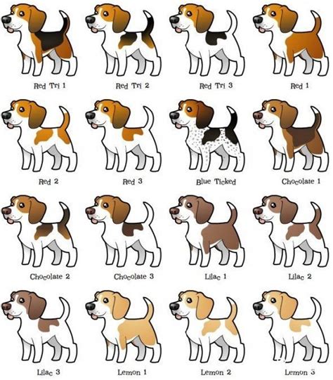 √ 8 Different Types of Beagles You Should to Know | Cute beagles ...