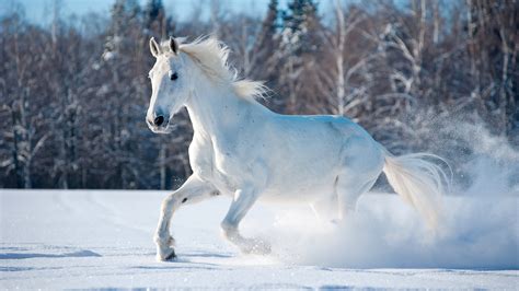 White Horse Running In Snow 5k Wallpaper - White Horse Running Images ...