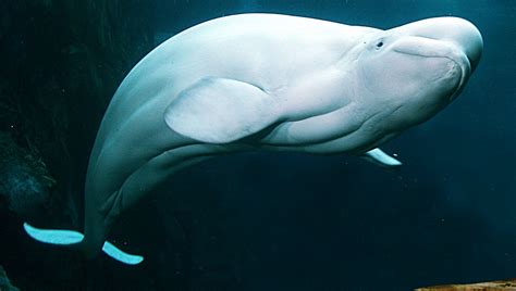 Beluga Whale Wallpaper - WallpaperSafari