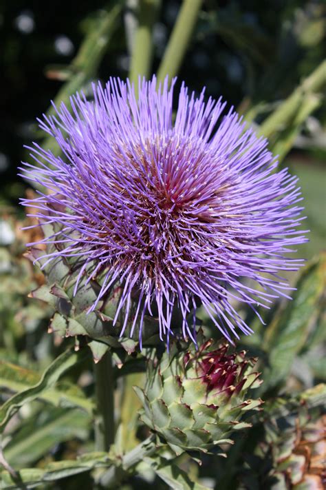 Cynara cardunculus