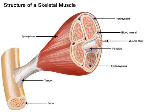 Muscular Tissue-Skeletal muscle tissue and MCQs for NEET, GPAT, GATE ...