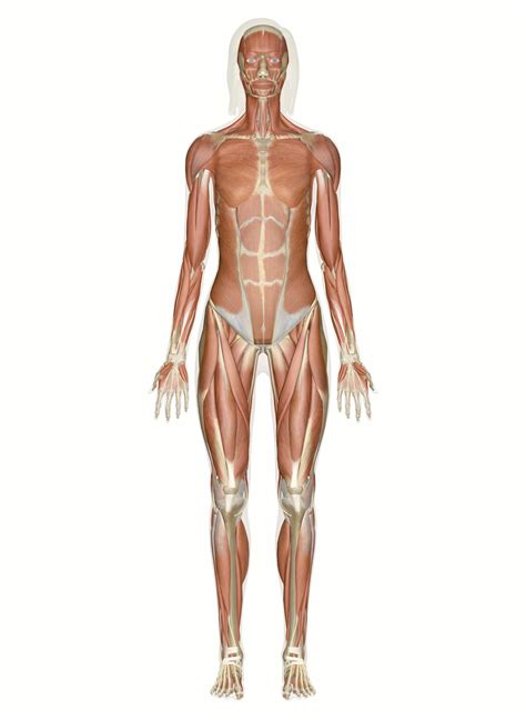 Interactive Guide to the Muscular System | Innerbody