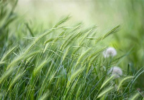 How to Grow and Care for Winter Rye Grass