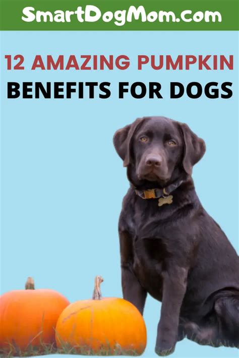 12 Life-Saving Pumpkin Benefits For Dogs - Smart Dog Mom