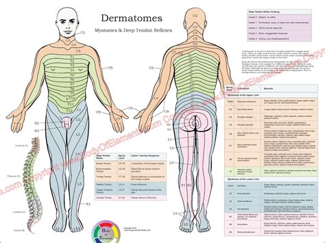 Printable Dermatome Chart