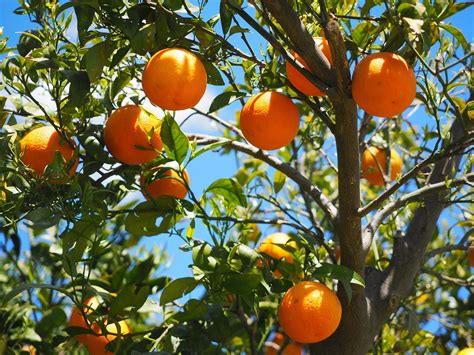 Citrus Trees | Southern