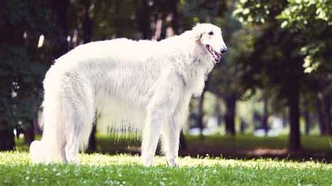 Wonderfully Weird Dog Breeds | PetCareRx