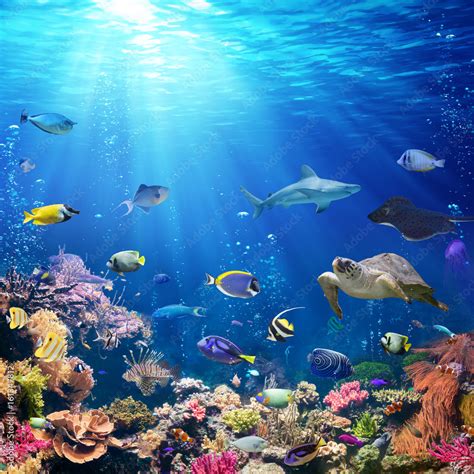 Underwater Scene With Coral Reef And Tropical Fish Stock-Foto | Adobe Stock