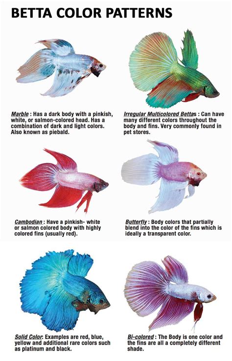 Types of Beautiful Betta Fish