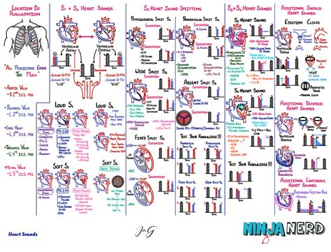 Cardiovascular Pathology - 021 ] Heart Sounds [Illustrations - Key ...