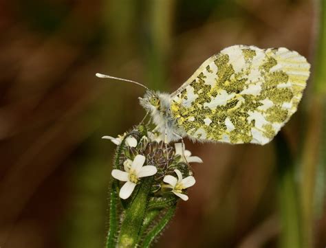 Orange tip Butterfly Female | Resting up in a sheltered spot… | Flickr