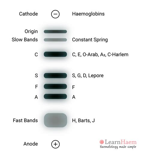 Haemoglobin Electrophoresis - LearnHaem | Haematology Made Simple