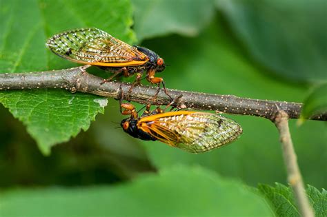 Cicadas in Illinois: Broods XIX, XIII spotted; see US map, sightings