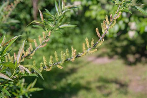 How to Grow and Care for Black Willow (Salix nigra)