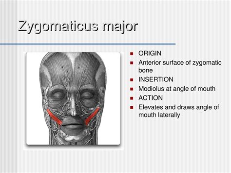 Zygomaticus Major Function