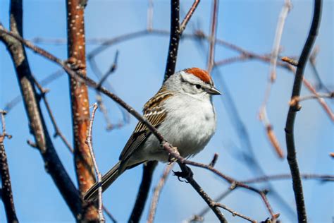 Identifying the Chipping Sparrow