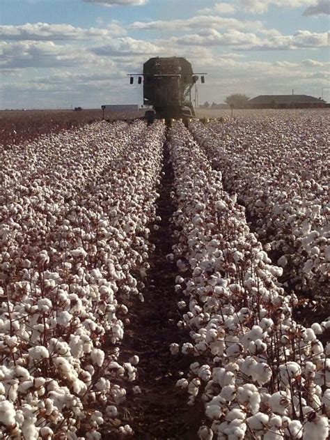 How To Farming Cotton - Farming Mania