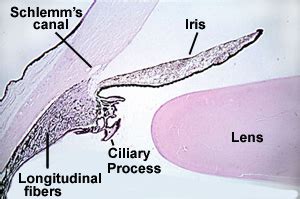 Canal Of Schlemm Histology