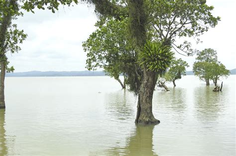 Shielding hijol, a floodplain tree, from climate impacts