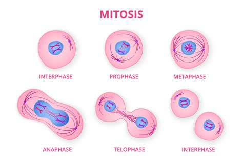 Process of division of organic cell. Stages of mitosis formation with ...