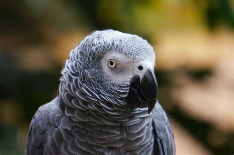 Selective focus of gray eagle : r/birds