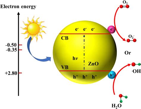 Projected schematic photocatalytic degradation mechanism | Download ...