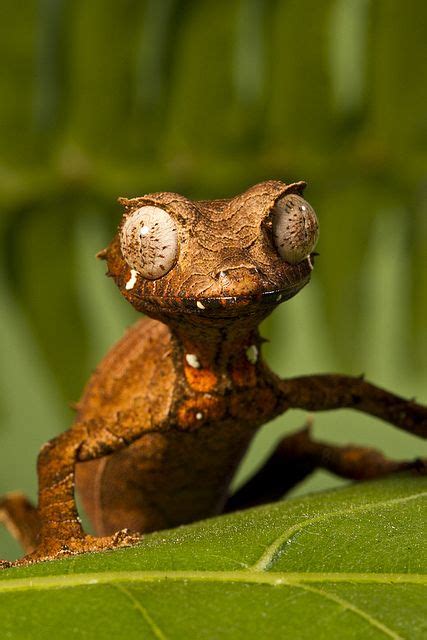 30 Amazing, Weird & Freaky Lizards ideas | reptiles and amphibians ...