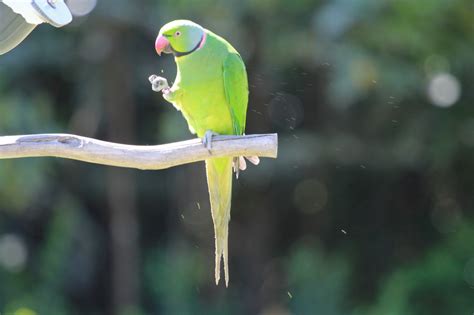 Conservation Of Mauritius’ Echo Parakeet – A Species Saved From ...