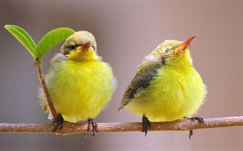 animals, Nature, Birds Wallpapers HD / Desktop and Mobile Backgrounds