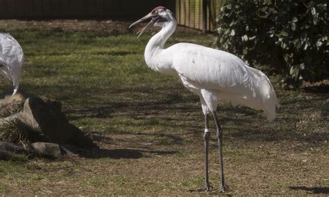 Whooping crane | Smithsonian's National Zoo and Conservation Biology ...