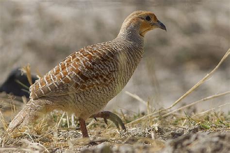 Live Teetar Bird by Nandini Poultry Farm and Hatchery, live teetar bird ...