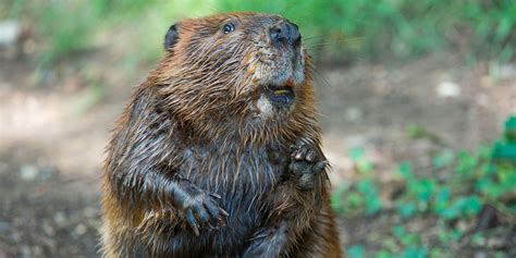 8 Facts to Celebrate International Beaver Day | Smithsonian's National ...