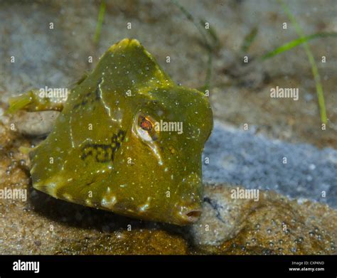 Juvenile Trunkfish (Lactophrys trigonus) Blue Heron Bridge, West Palm ...