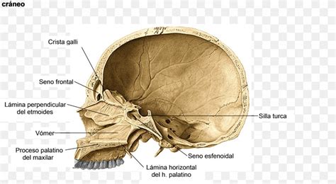 Sella Turcica Anatomy