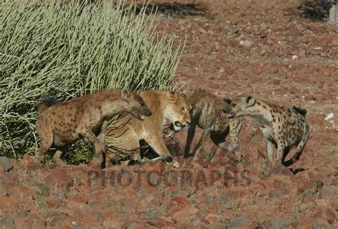 Buy Spotted Hyena attacking lion Image Online - Print & Canvas Photos ...