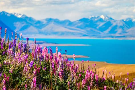 A Travel Guide to Handpicked Happiness: New Zealand’s Lupin Lake Tekapo ...