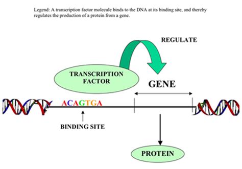 Transcription factors