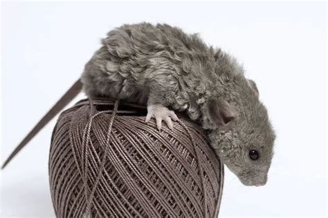 Pet Rat Types, Colors & Breeds: A Complete Guide | ThePetFAQ