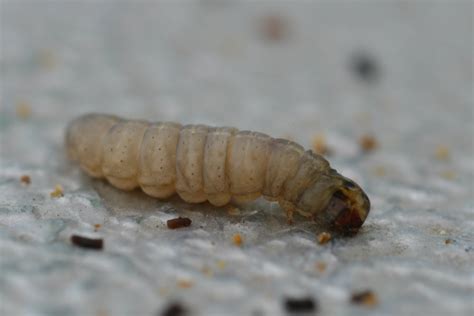 Wax moth larvae can eat plastic, scientists confirm