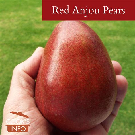 Red Anjou Pears - CooksInfo