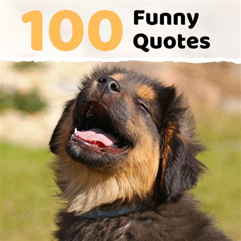 100 Funny Sayings, Quotes, and Phrases | Holidappy