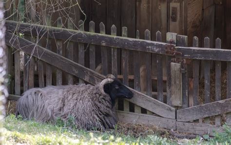 Suffolk Sheep - Photo #4968 - motosha | Free Stock Photos