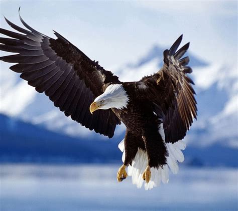 Eagle, flying, HD wallpaper | Peakpx